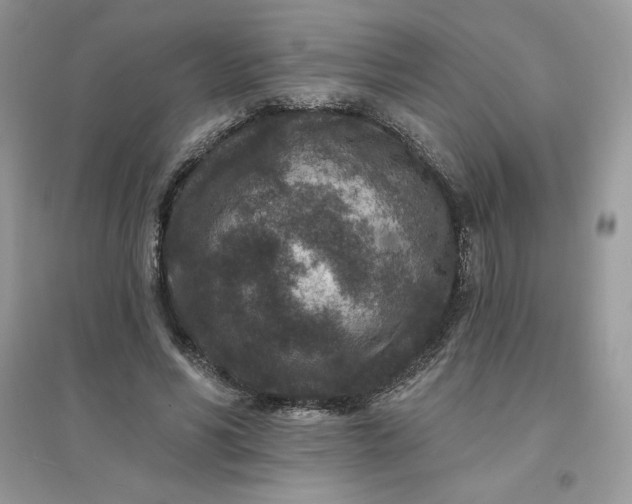 X0000096130590200802011150