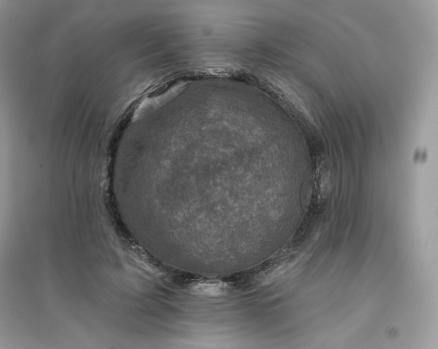 X0000096130595200802011150
