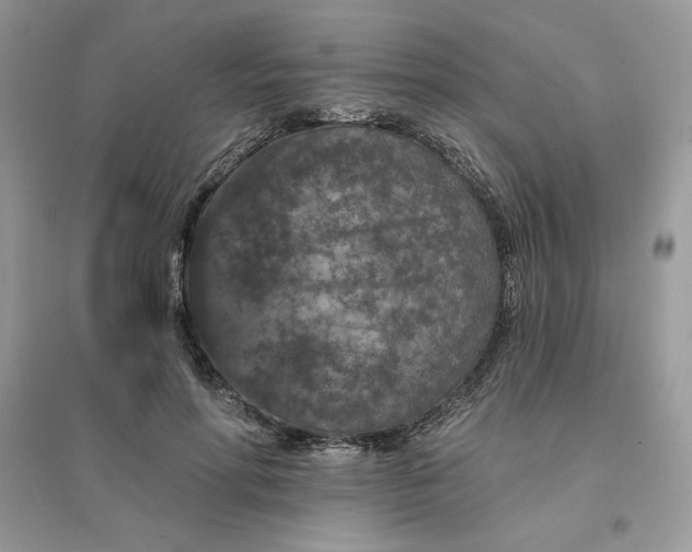 X0000096130598200802011150