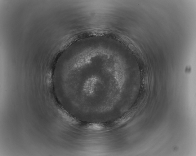 X0000096130610200802011150