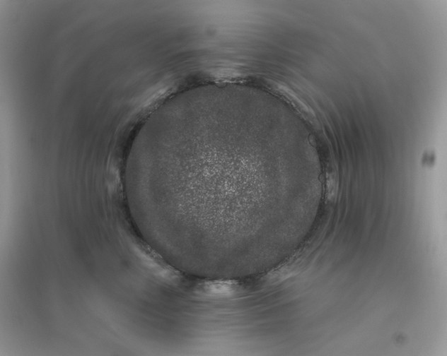 X0000096130618200802011149