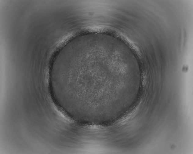 X0000096130637200802011149