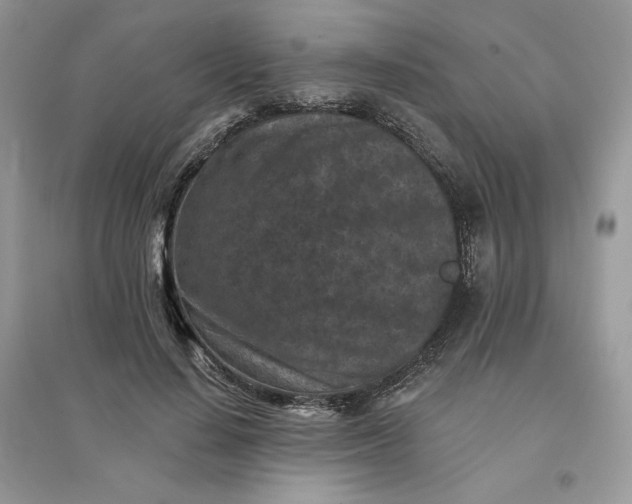 X0000096130644200802011149