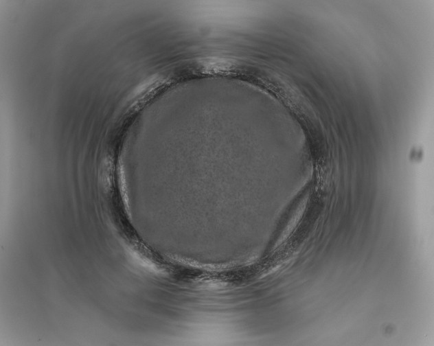 X0000096130648200802011149