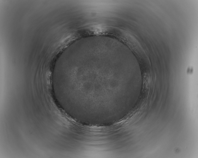 X0000096130650200802011149