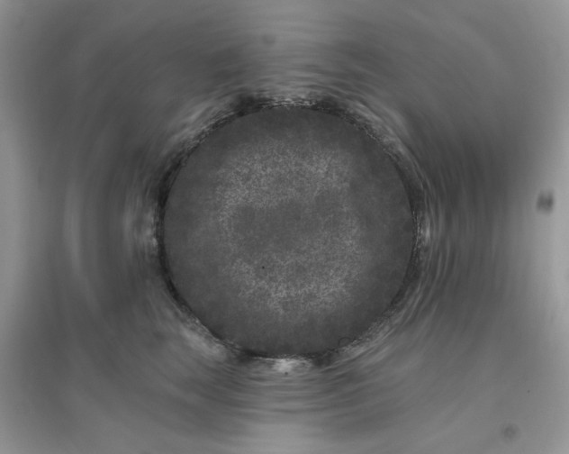 X0000096130663200802011149