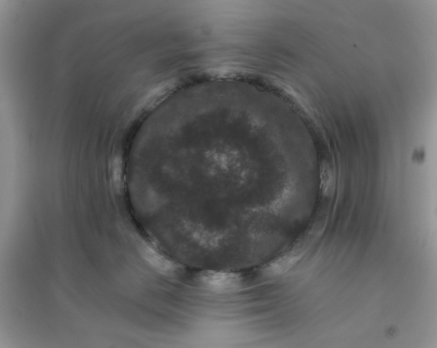 X0000096130670200802011149