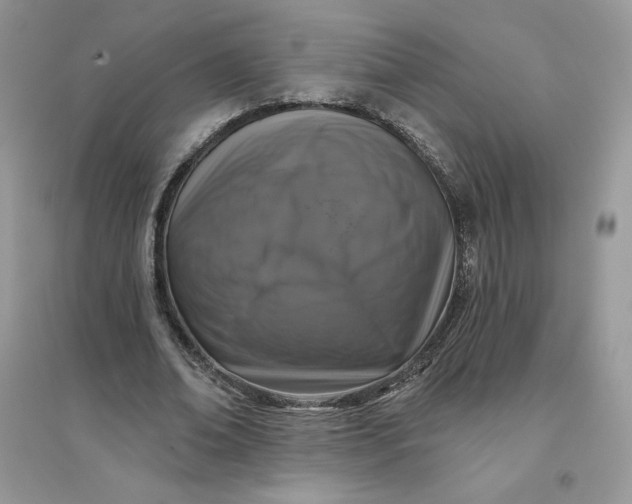 X0000096130678200802011149