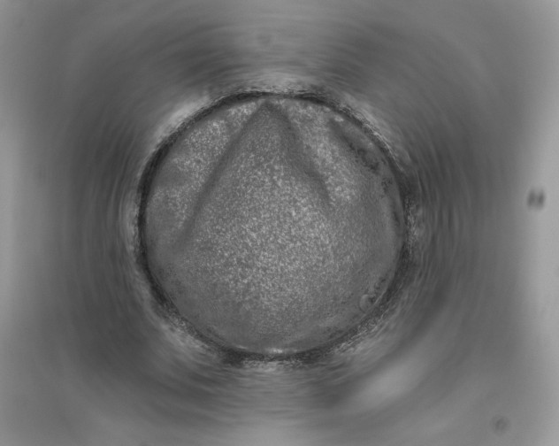 X0000096130679200802011149