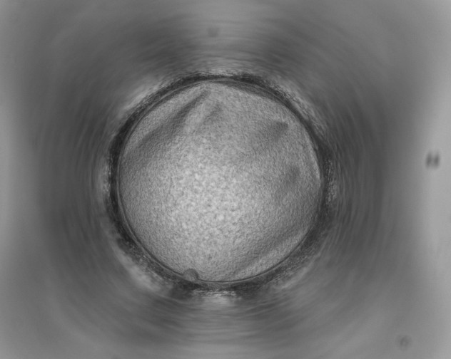 X0000096130683200802011148