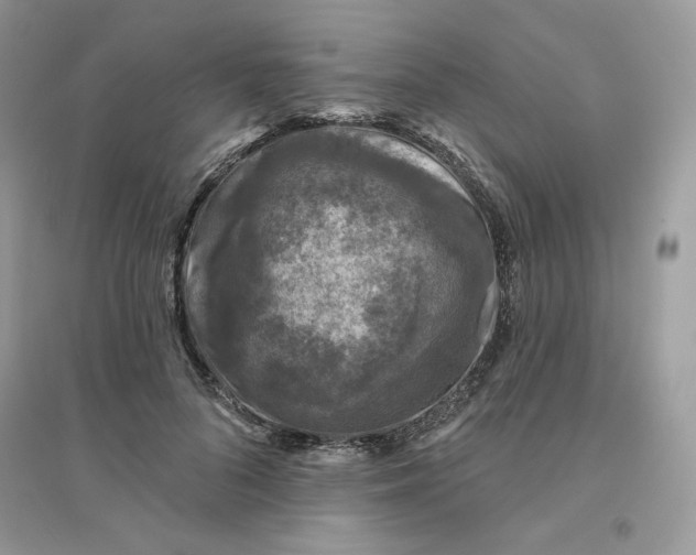X0000096130696200802011148