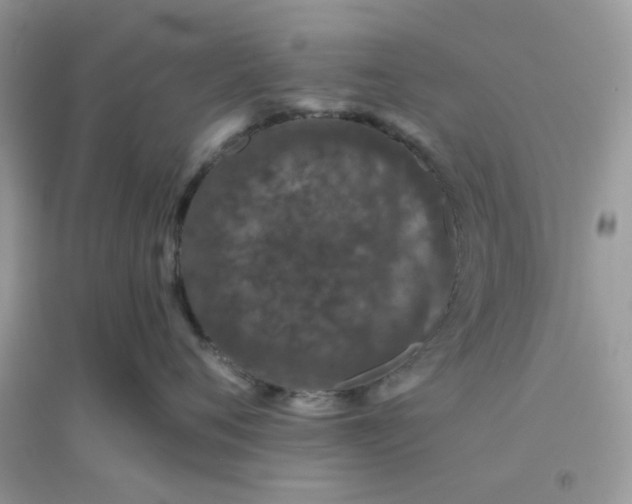 X0000096130720200802011148