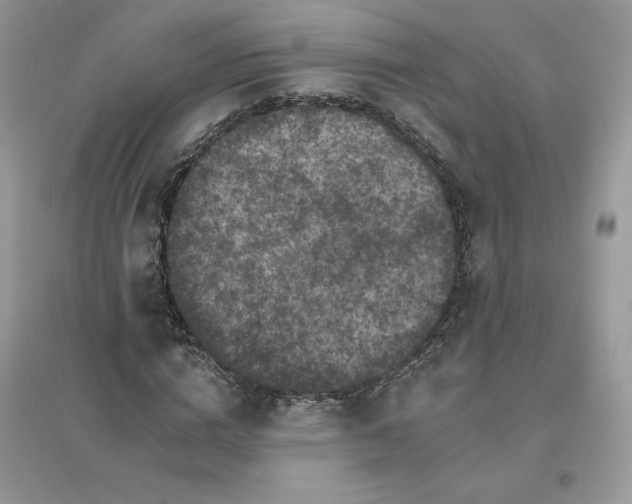 X0000096130824200802011146