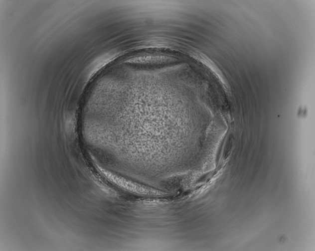 X0000096130826200802011146