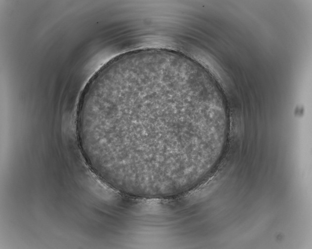 X0000096130828200802011146