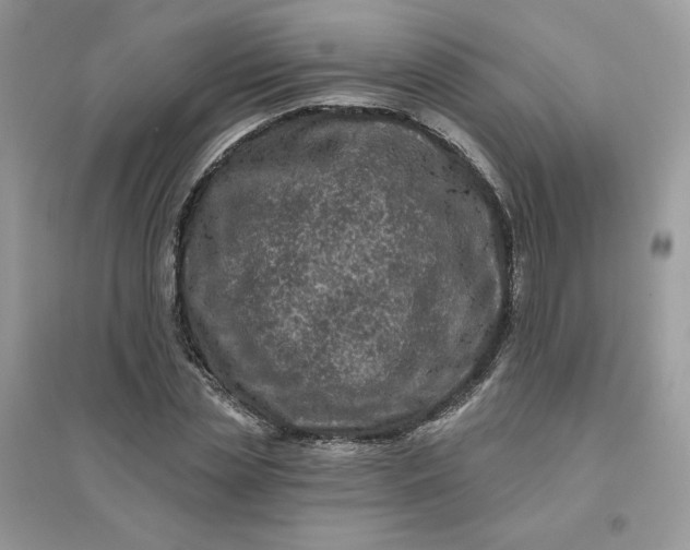 X0000096130829200802011146