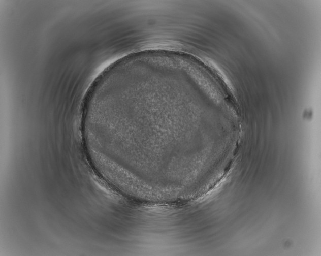 X0000096130830200802011146
