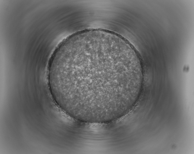 X0000096130832200802011146