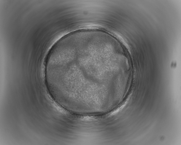 X0000096130835200802011146