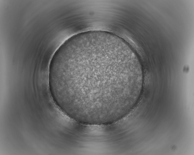 X0000096130836200802011146
