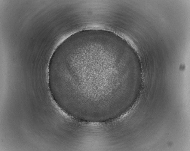 X0000096130839200802011146