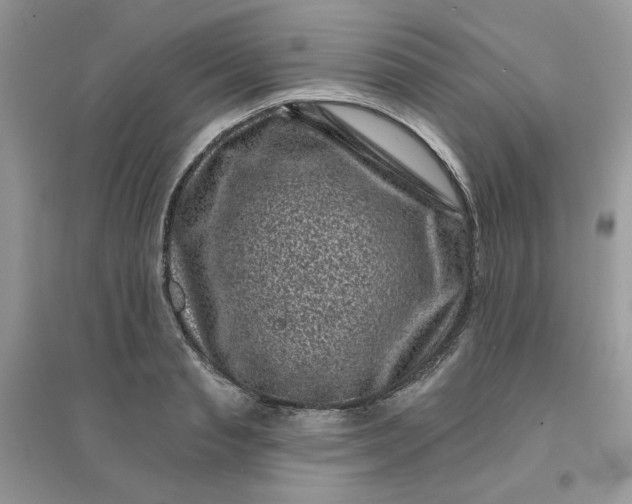 X0000096130845200802011146