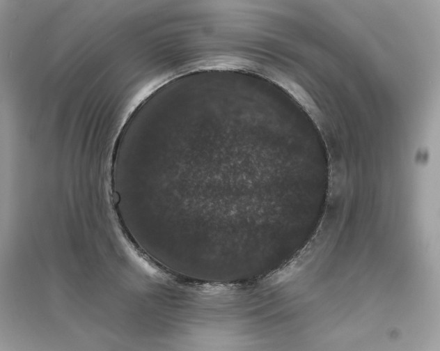 X0000096130850200802011146