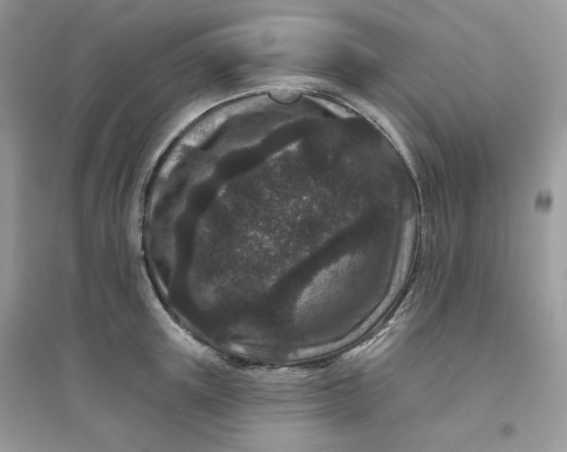X0000096130851200802011146