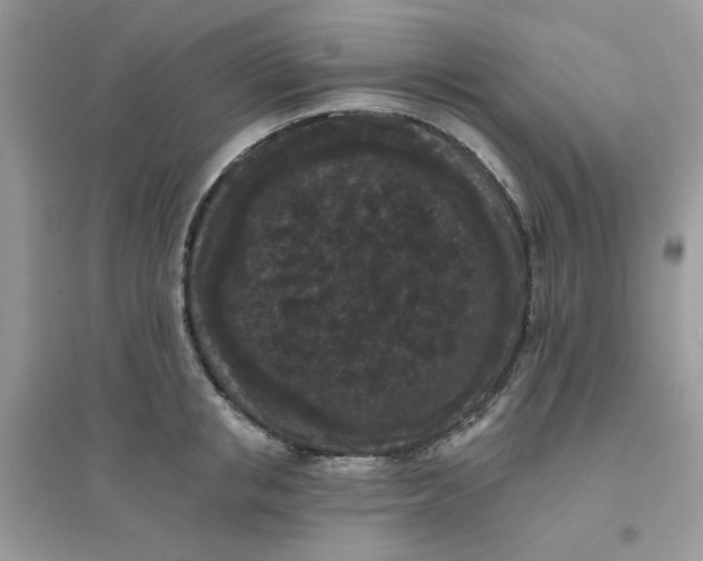 X0000096130853200802011146
