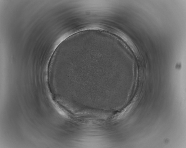 X0000096130858200802011146
