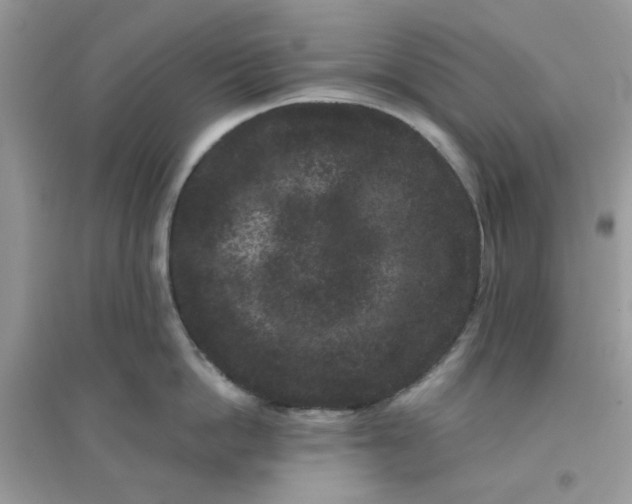 X0000096130862200802011146