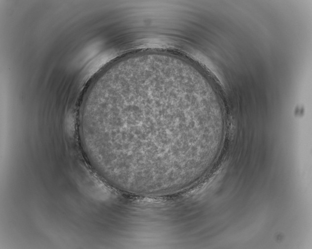 X0000096130874200802011146