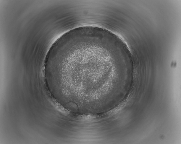X0000096130879200802011145