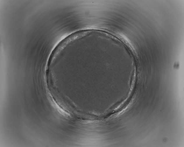 X0000096130892200802011145