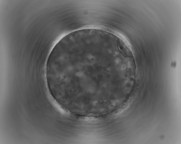 X0000096130907200802011145