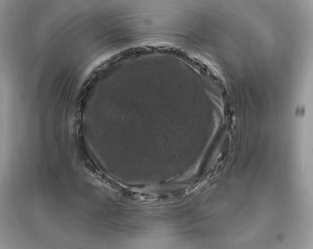 X0000096130920200802011144
