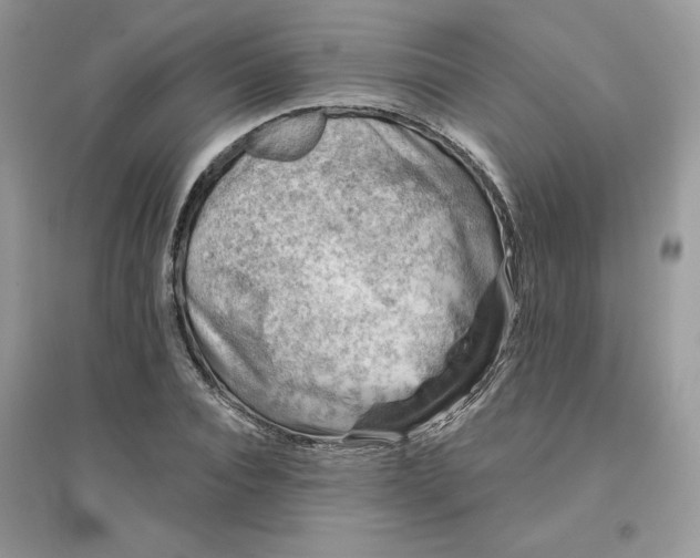 X0000096130928200802011144