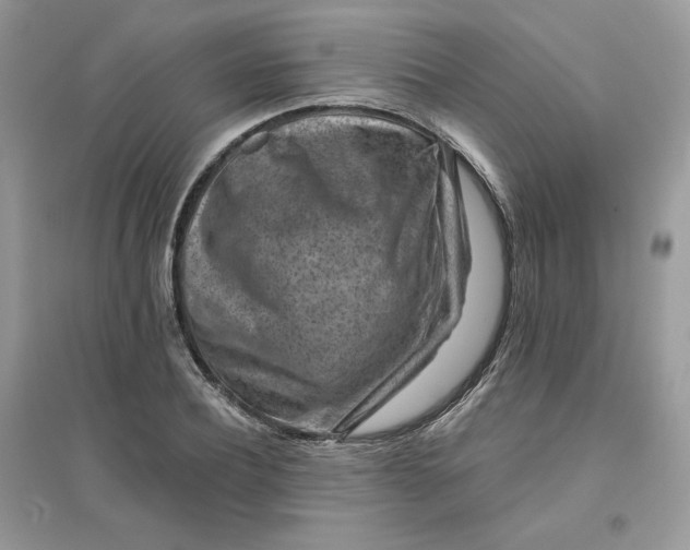 X0000096130932200802011144