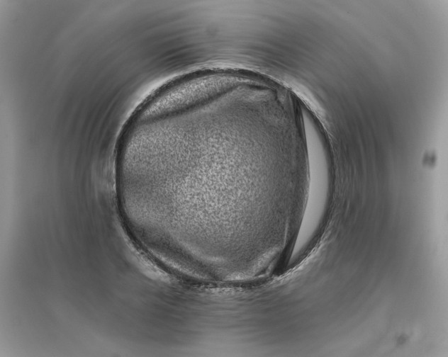 X0000096130934200802011144