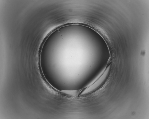 X0000096130942200802011144