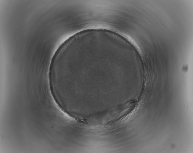 X0000096130943200802011144