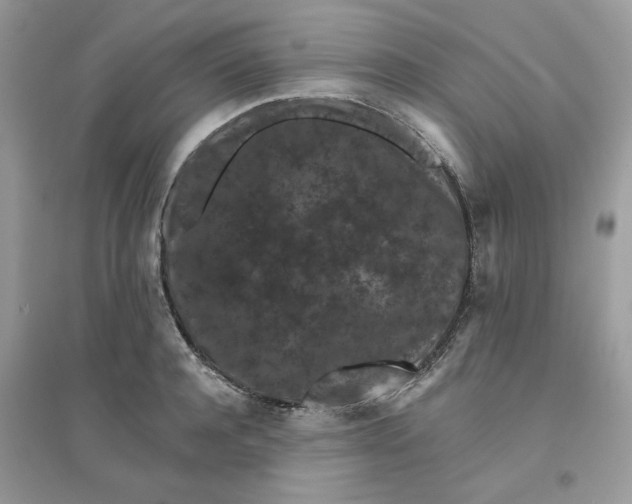 X0000096130944200802011144