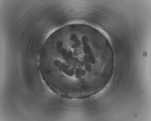 X0000096130953200802011145