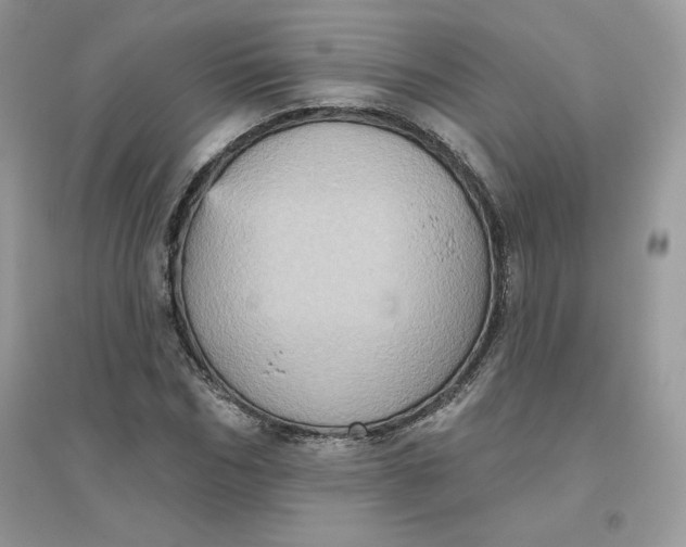 X0000096130970200802011144
