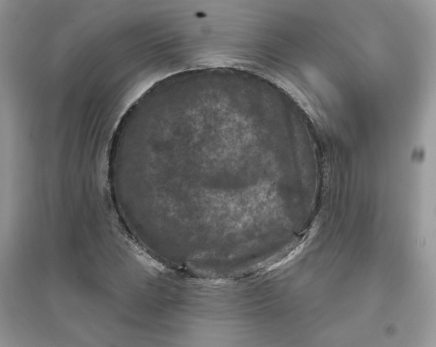 X0000096131023200802011143