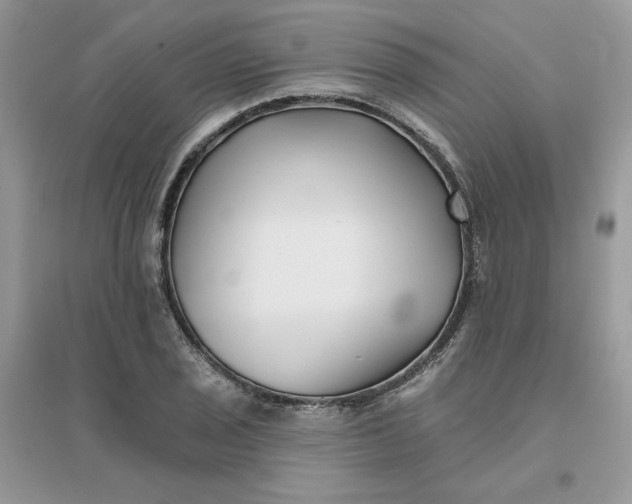 X0000096131029200802011143