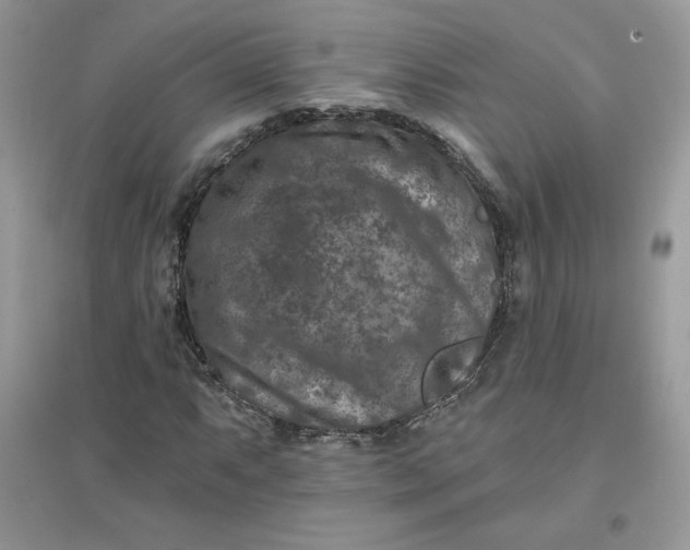 X0000096131063200802011143