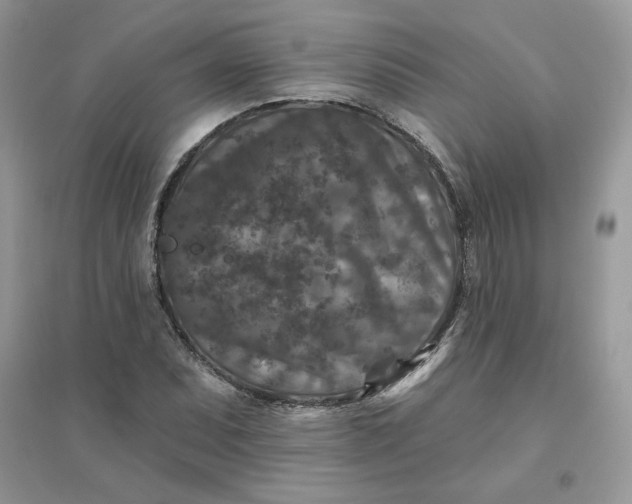 X0000096131071200802011142