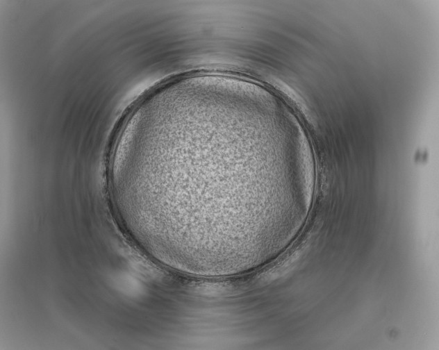 X0000096131074200802011142