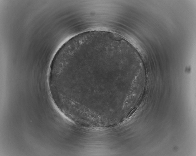 X0000096131084200802011142